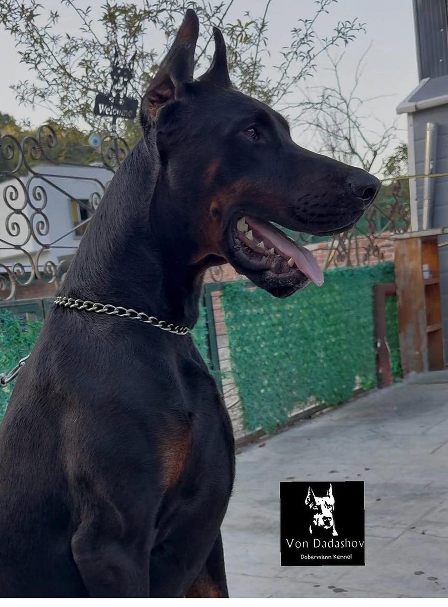 Profile of a Von Dadashov Dobermann