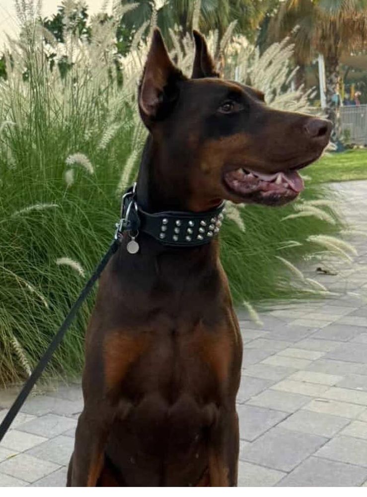 Red Von Dadashov Dobermann in the grass