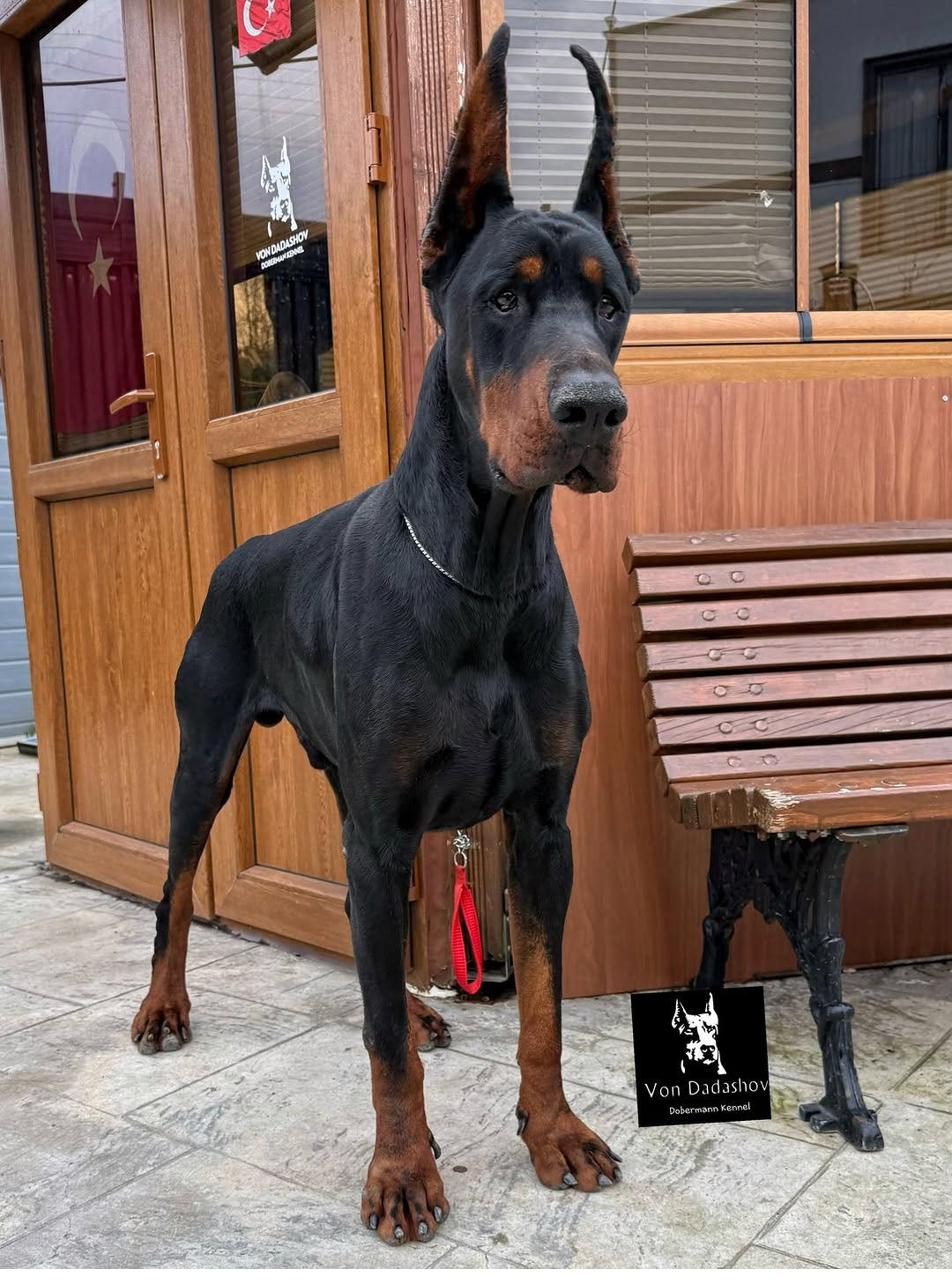 Von Dadashov Dobermann at the kennel gate