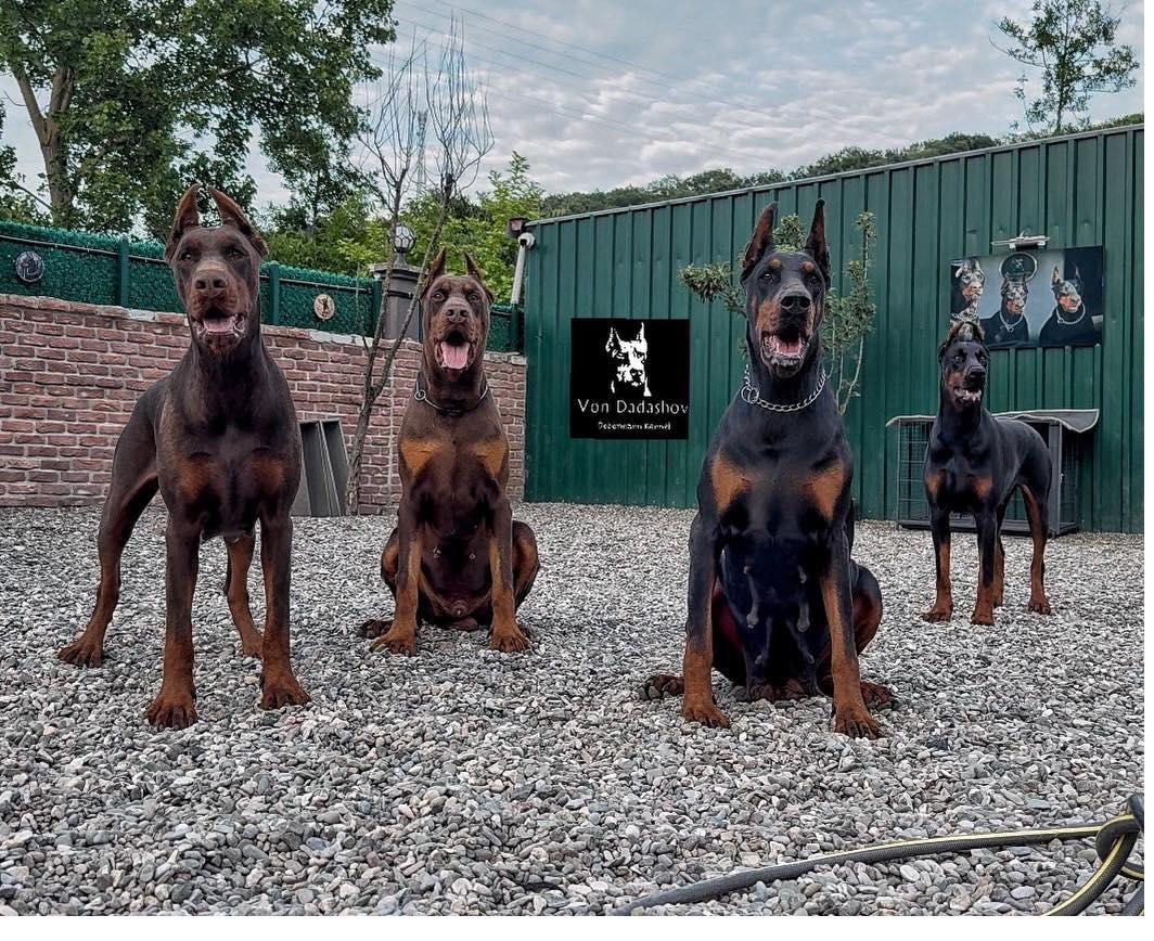 Four Von Dadashov Dobermanns, black-and-rust and red, at the kennel