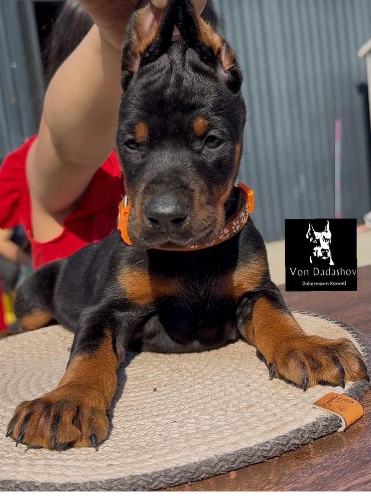 Von Dadashov puppy at thirty-five days