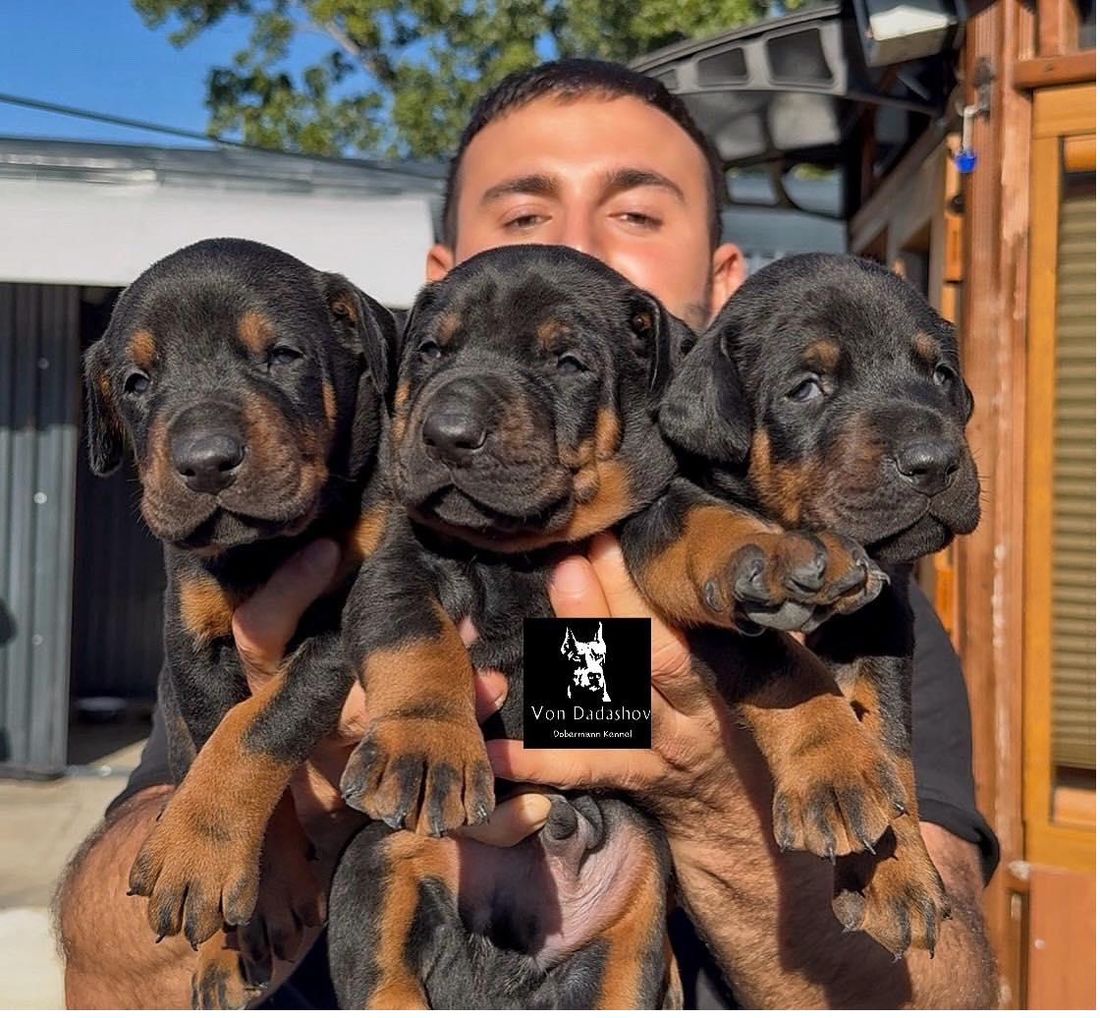 Von Dadashov puppies