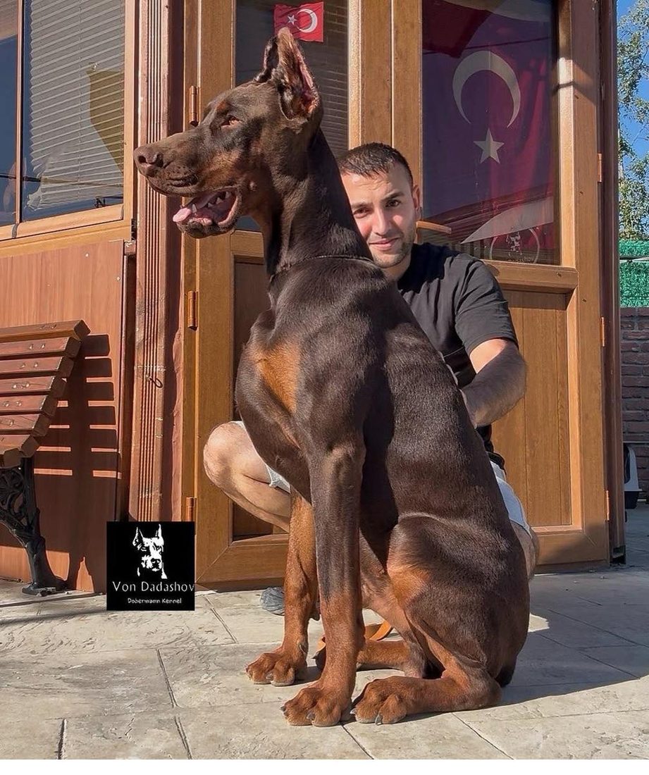 Thor, young Von Dadashov male