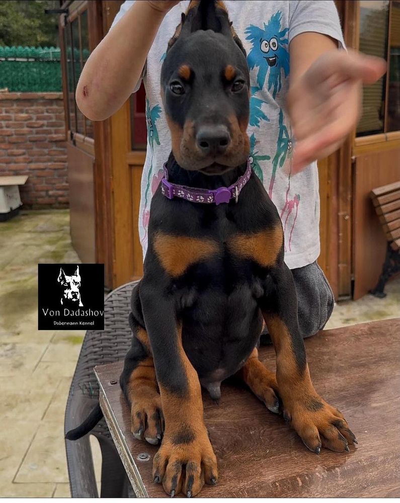 Dakota and Bane Von Dadashov